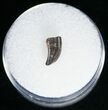 Dromaeosaur (Raptor) Tooth - Montana #11391-1